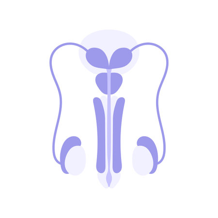 Image of Male reproductive system. Minimalistic flat illustration