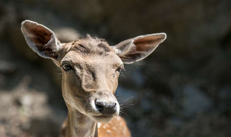 Deer in the parkの写真素材