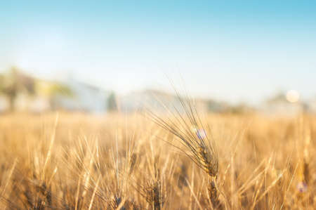 Gold wheat field and white houses. Backgroundの写真素材