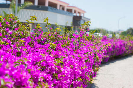 Bright pink flowers in a flowerbed on the streetの写真素材
