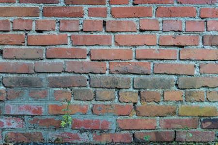 Old red brick wall with little green plantsの写真素材
