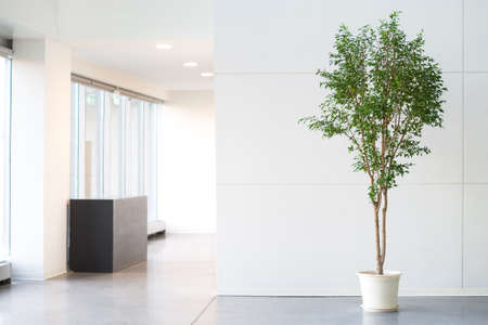White empty office room with green plant in pot and black tableの写真素材