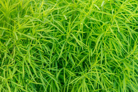 Bright green thin grass in summer dayの写真素材