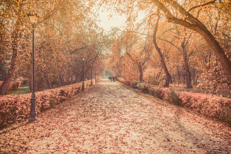 Long alley with fall leaves in gold autumn parkの写真素材