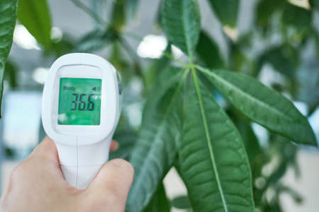 Medical Digital Non-Contact Infrared Thermometer in hand on the green leaves backgroundの写真素材