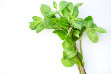Overhead view of fresh mint leaves on white background with copy spaceの写真素材