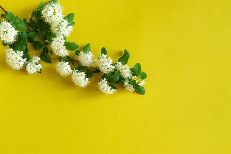 Minimalistic flatlay with flowers on colorful background with copy space. Female blogger conceptの写真素材