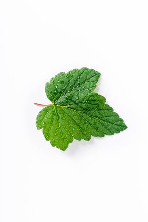 Blackcurrant leaf isolated on white backroundの写真素材