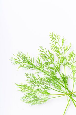 Fresh dill isolated on white background with copy spaceの写真素材