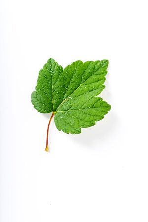Blackcurrant leaf isolated on white backroundの写真素材
