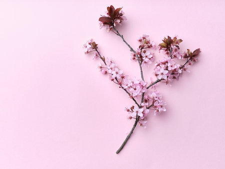 Flat lay with cherry blossoms on pink background. view from above. spring flower vibe.の写真素材