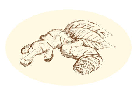 Ginger on a neutral backgroundのイラスト素材