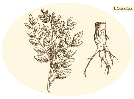 licorice root and licorice on a neutral backgroundのイラスト素材