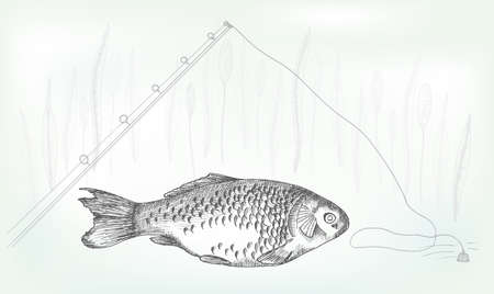 Hand drawing crucian on a neutral background, vector illustrationのイラスト素材