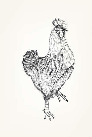 Hand drawing of a rooster on a neutral backgroundのイラスト素材