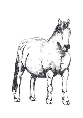 Hand drawing of a horse on a white backgroundのイラスト素材