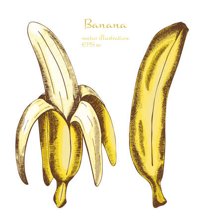 Hand drawn set of bananas,vector illustrationのイラスト素材
