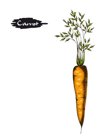 Carrot.のイラスト素材
