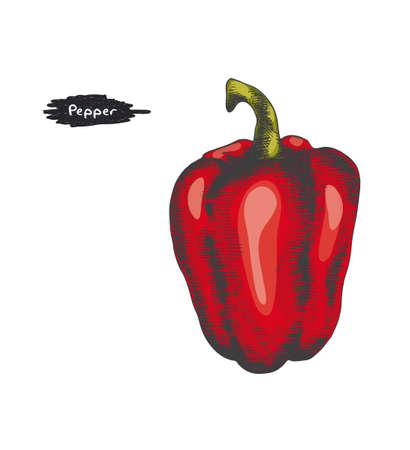 Colorful illustration of a bell pepperのイラスト素材