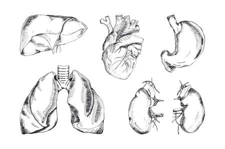 Engraved vector illustration of the human organsのイラスト素材