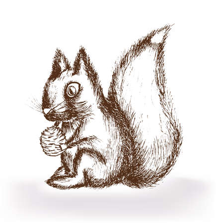 Squirrel with a nutのイラスト素材