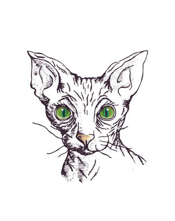 Cat of breed the Sphinxのイラスト素材
