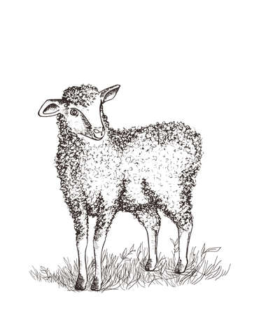 Little lambのイラスト素材