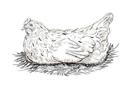 Chicken in the nestのイラスト素材