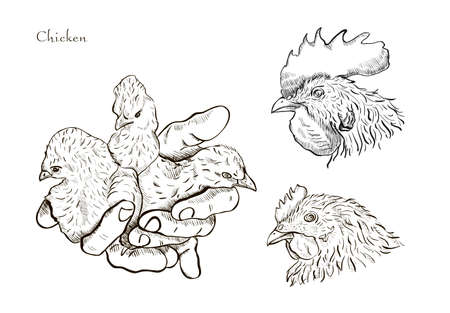 Vector chicken breeding hand drawn set.のイラスト素材