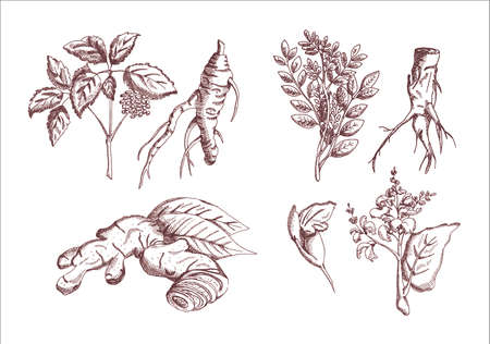 Herbs Set: Ginseng, Licorice, Ginger, Sageのイラスト素材