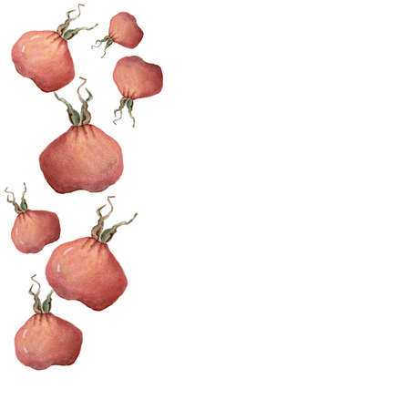 watercolor illustration border, rose hip frame for botanical encounters, for garden cardsの写真素材