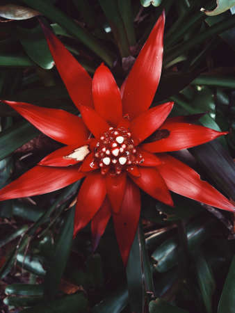 Red flower in the forest.のeditorial素材