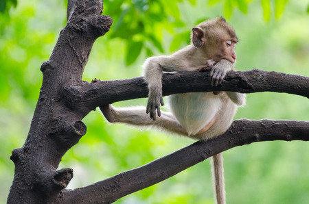 Monkey enjoy sleeping on the tree in the afternoon with funny and lazy position at Ratchaburi, Thailand, (Long-tailed macaque, Crab-eating macaque)の写真素材