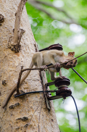 naughty young baby monkeys  climb on the tree and bite electric wire cable at Ratchaburi, Thailand (crab eating macaque)の写真素材