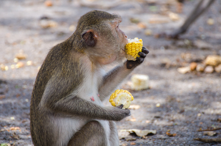 monkey eating fresh corn on the floor, Ratchaburi, Thailandの写真素材