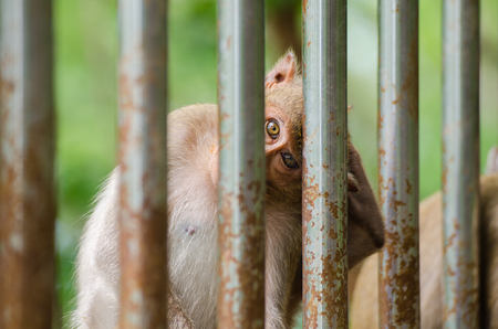curious monkey looking to camera Ratchaburi, Thailand. (crab eating macaque)