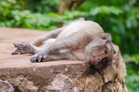 Monkey sleeping on the stone table in the lazy afternoon with at Ratchaburi, Thailand, (Long-tailed macaque, Crab-eating macaque)の写真素材