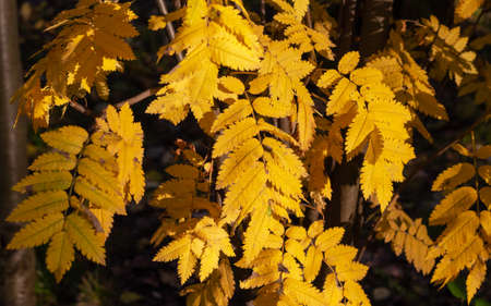 yellow rowan leafs in autumn time in sunlightsの写真素材