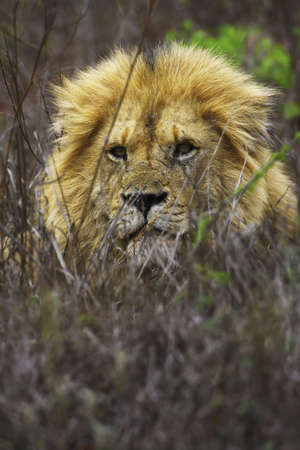 lion in the kruger national parkの写真素材