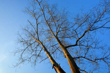 Two trees look like a couple that always be togetherの写真素材
