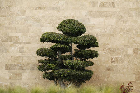 Ornamental tree in front of a wallの写真素材