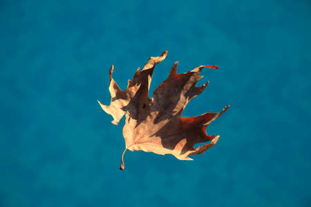 Dried leaf on the water