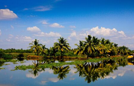 Lush palm trees  with blue sky and light cloud Keralaの写真素材