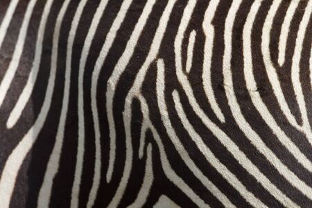Zebra stripesの写真素材