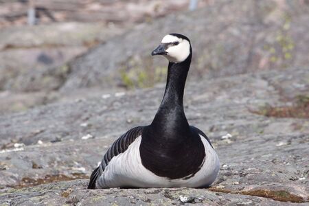 Barnacle Goose portrait sitting with on rockの写真素材