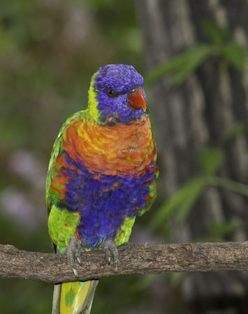 Rainbow Lorikeet closeup perched on a tree branchの写真素材