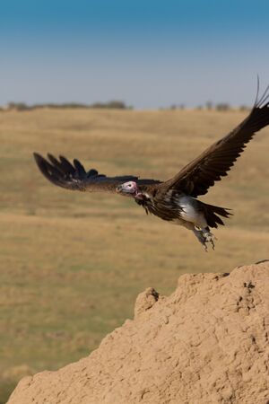 Lappet Faced Vulture in flight in Kenya's  Masai Maraの写真素材