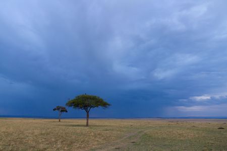 African landscape with acacia trees and threatening clouds, Masai mara, Kenya, Africaの写真素材