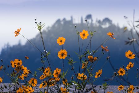 Orange flowers backlit in Shimla hillside, Himachal Pradesh, Indiaの写真素材