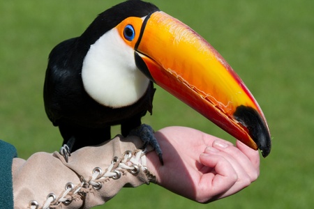 Toucan sitting on handlers armの写真素材